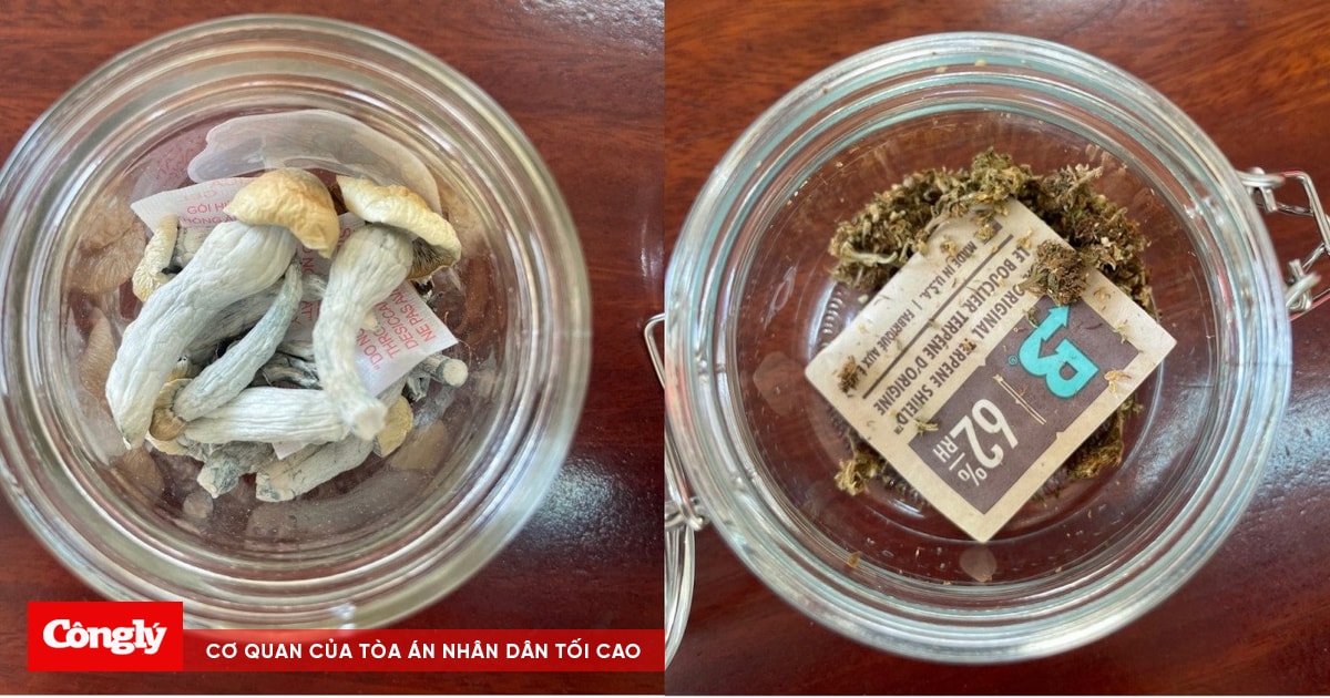 Xuất hiện loại ma túy ‘nấm’ cực nguy hiểm