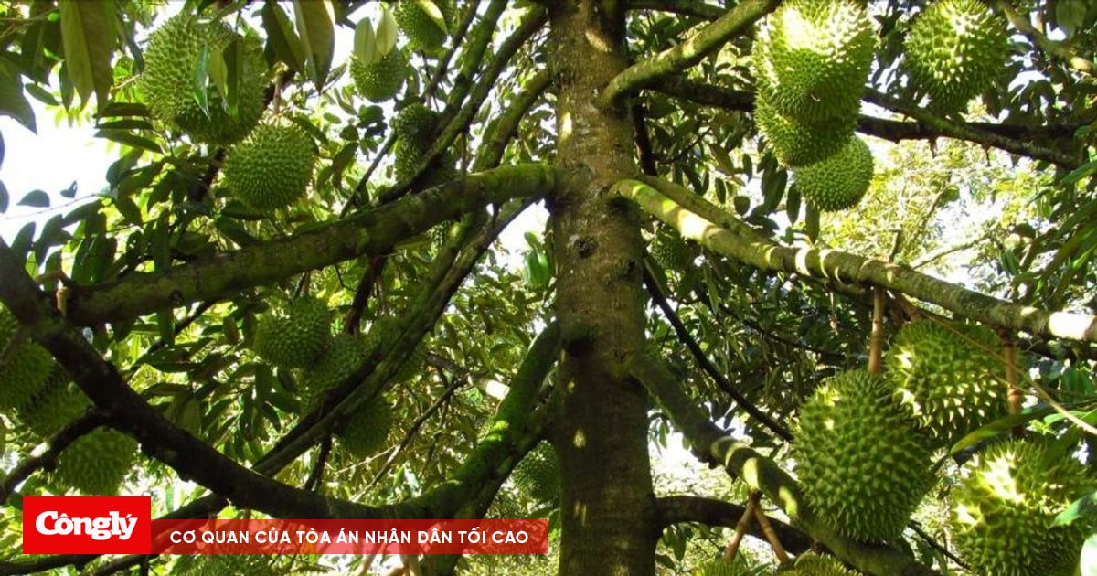 Tử vong khi đi trộm sầu riêng do vướng bẫy điện
