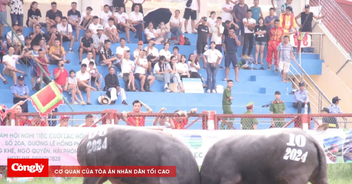 Hấp dẫn Lễ hội chọi trâu Đồ Sơn 2024